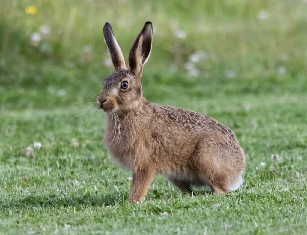 Le lièvre européen (Lepus europaeus)