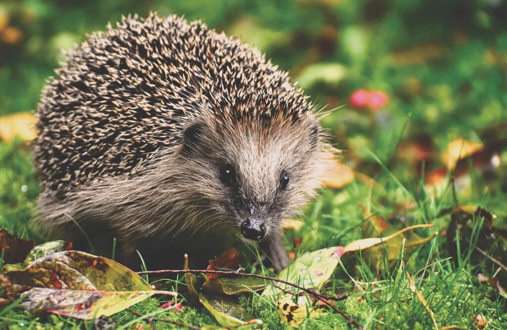 Le hérisson d'Europe (Erinaceus europaeus)