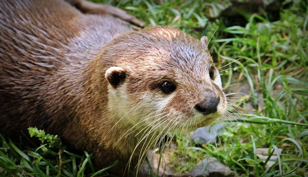 La loutre d'Europe (Lutra lutra)