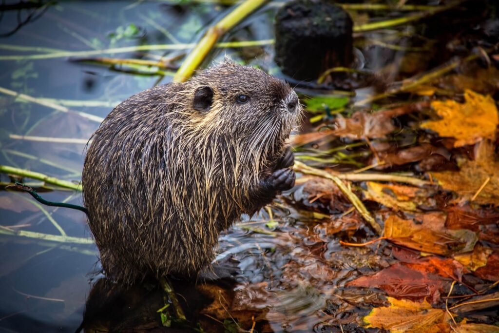 Le ragondin (Myocastor coypus)