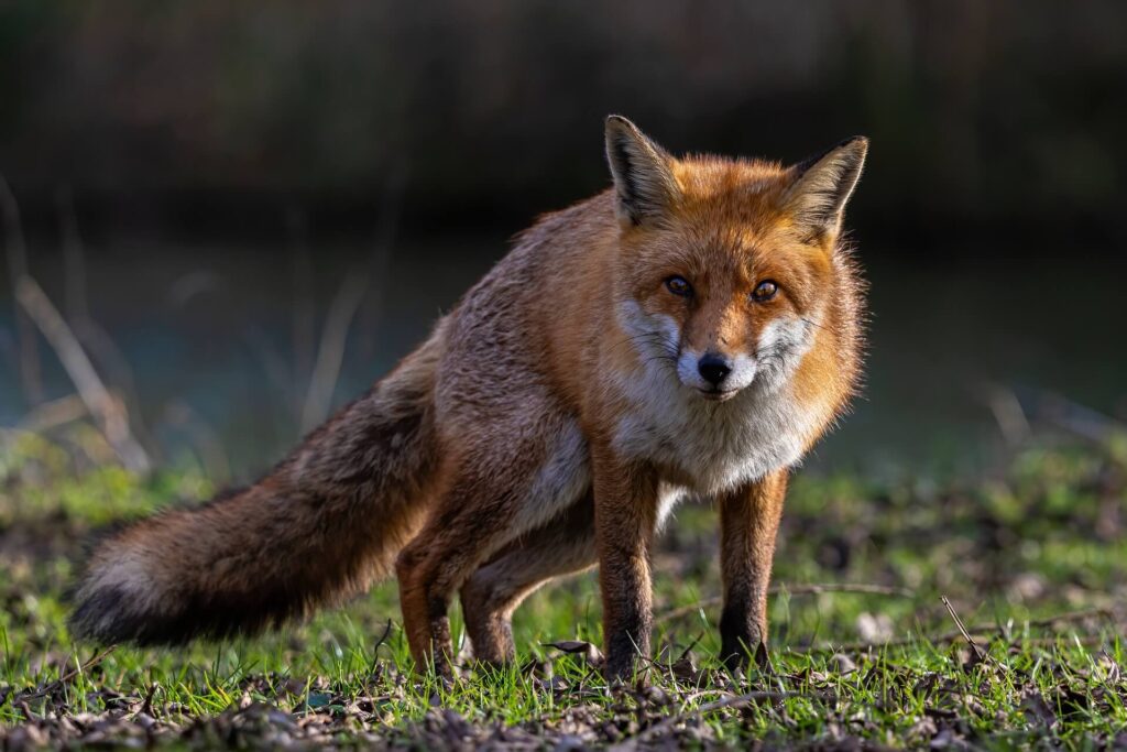 Le renard roux (Vulpes vulpes)