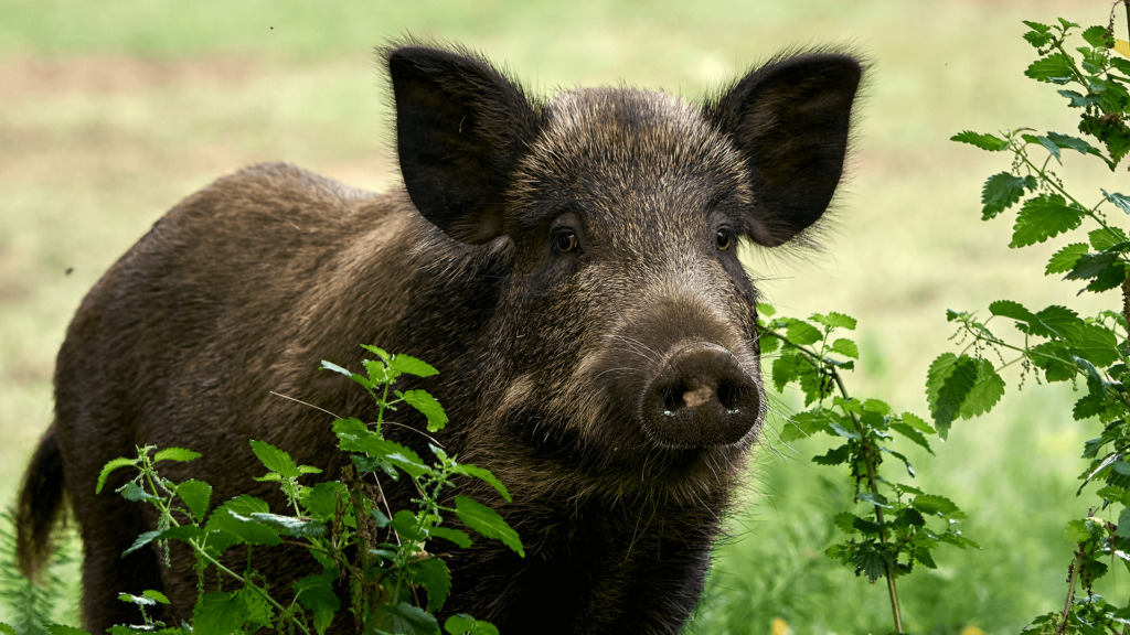 Le sanglier (Sus scrofa)